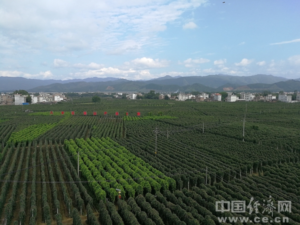 xw1811220淮山产业扶贫基地王炬鹏产业市场.jpg